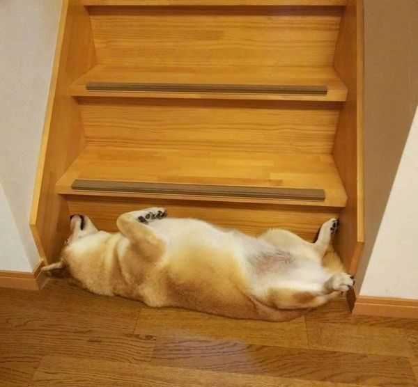 謎のポーズで眠る柴犬