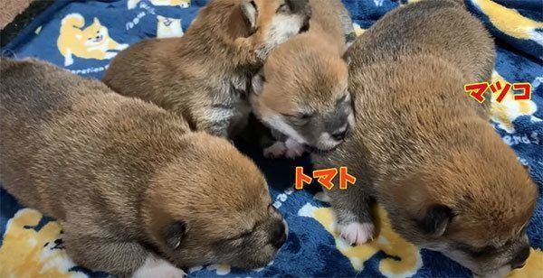 まだおめめが開かない茶太郎くん、ゆずちゃん、マツコちゃん、トマトちゃん