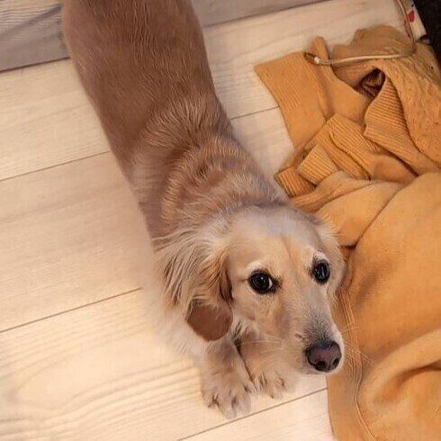 伸びをするぷくちゃん カメラ目線がかわいい