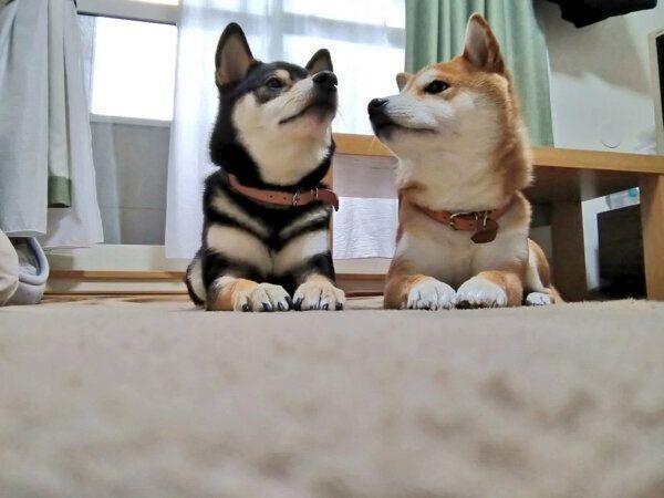 わさびちゃんとくろ吉くん