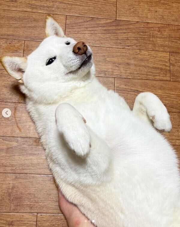 飼い主さんがなでてくれるのを待つブランカちゃん