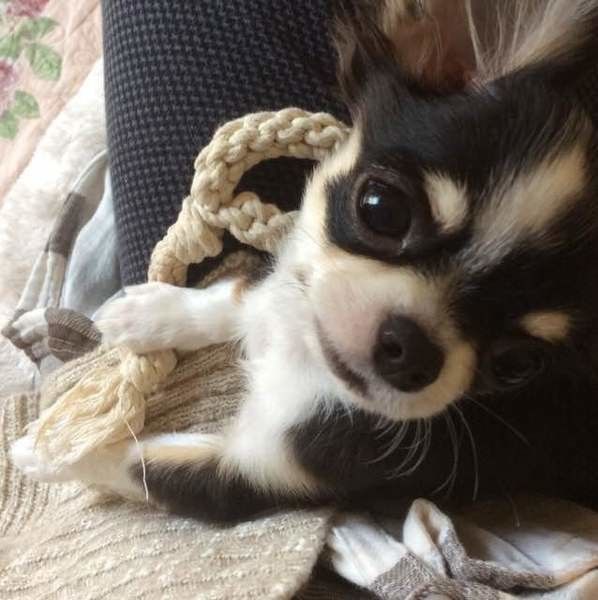 かみかみ大好きチワワのももたくん♪