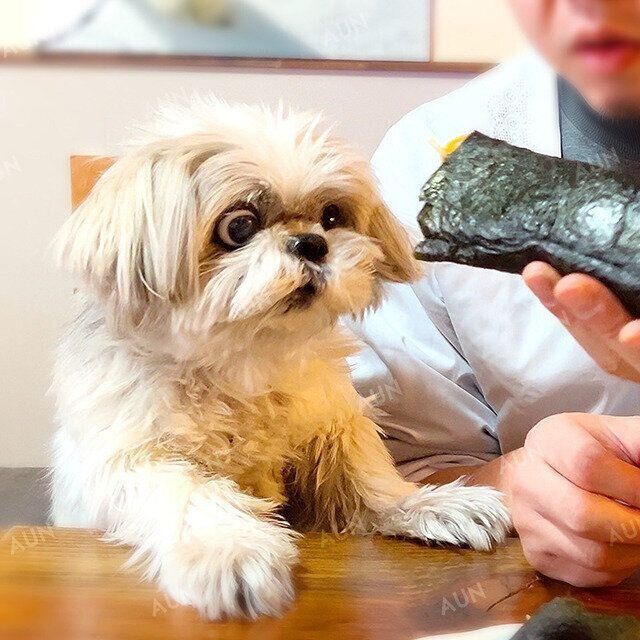 シーズー犬マンガてんぽshihtzu