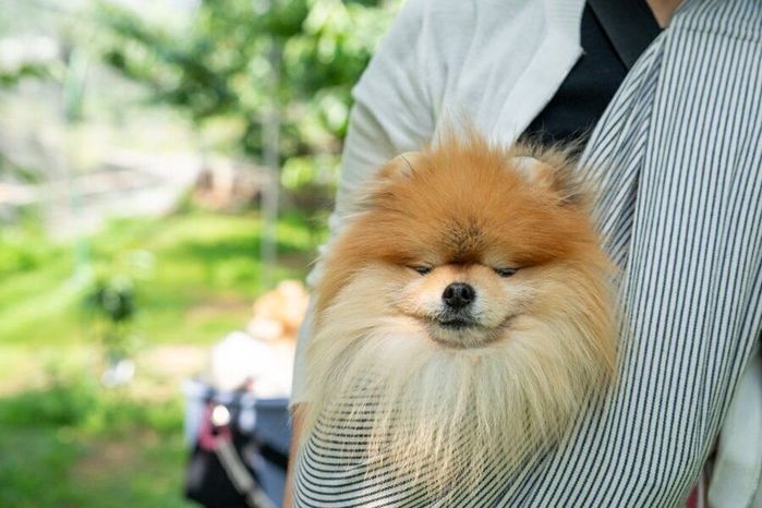 お出かけするココちゃん