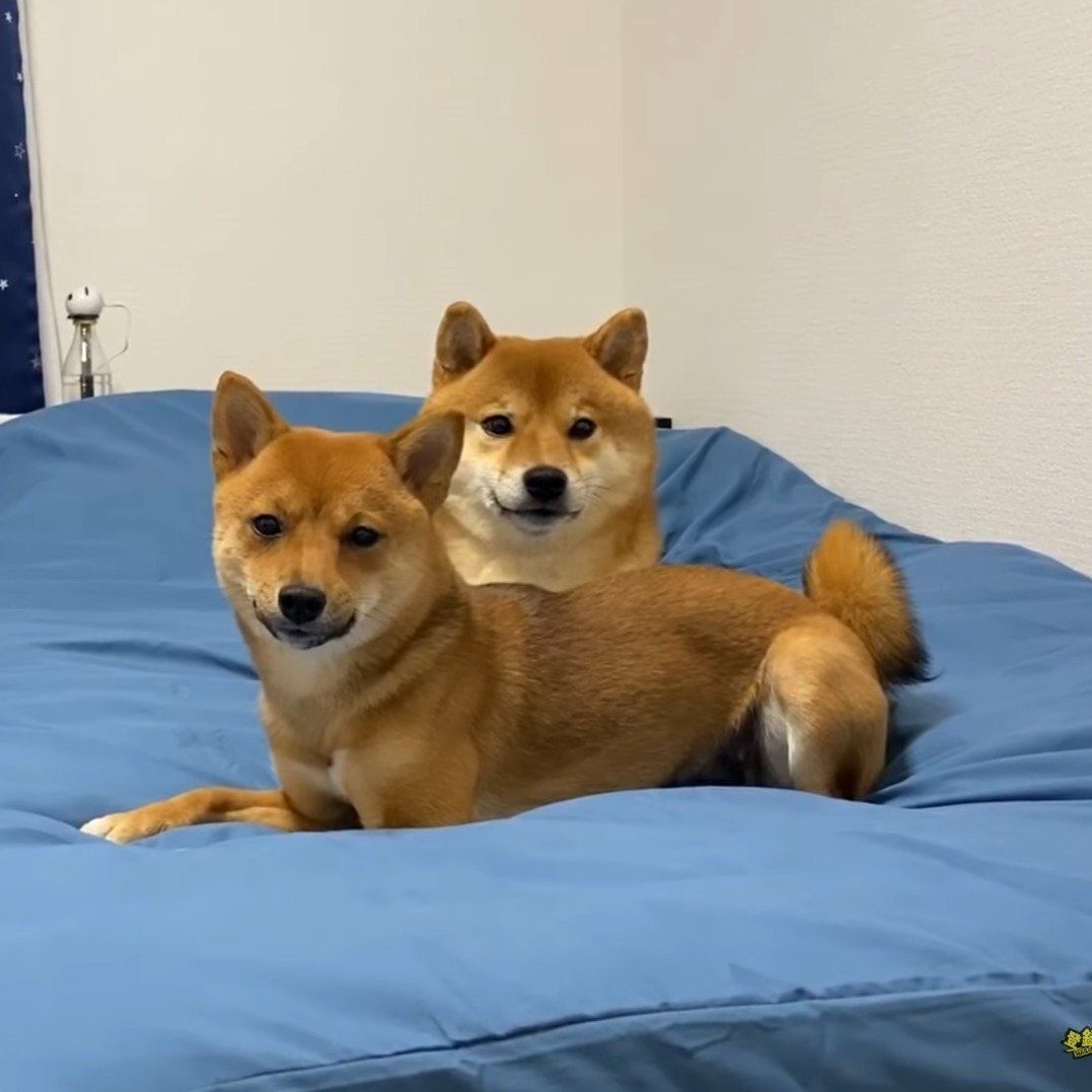 動きを止める2匹