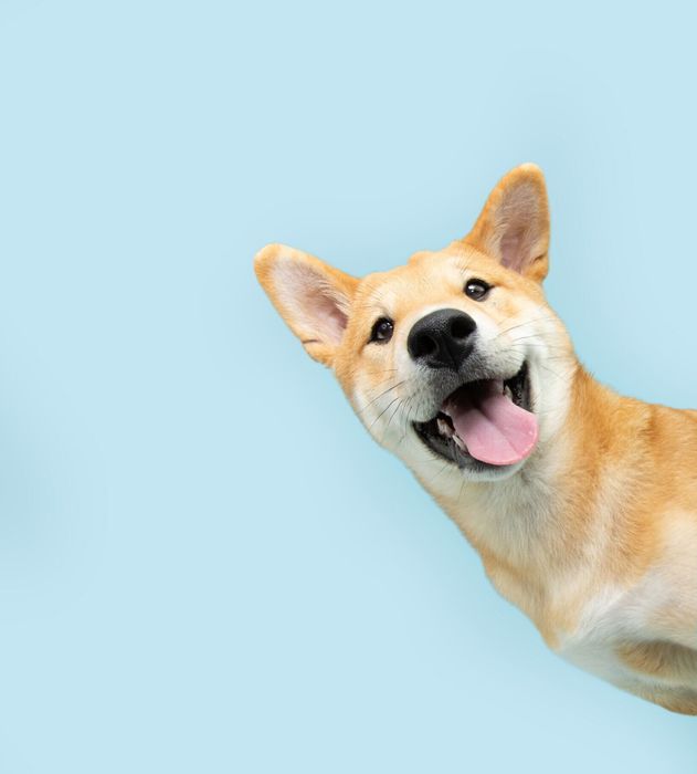柴犬の子犬