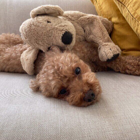 くつろぐトイ・プードル