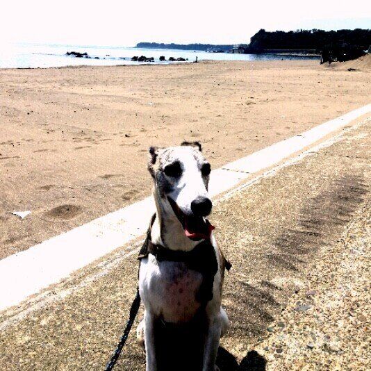 ウィペットのパールくん