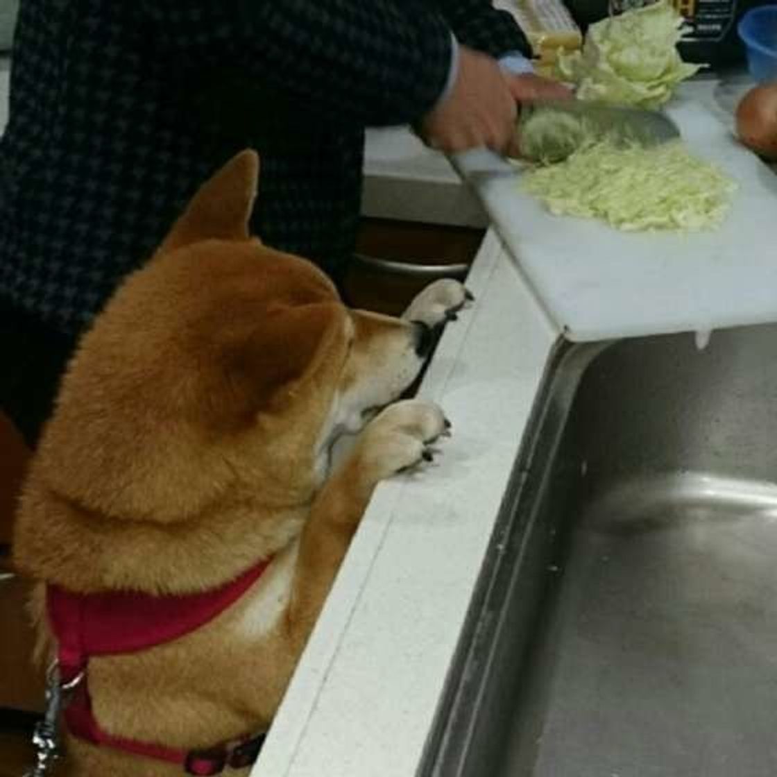キャベツやレタスは犬に与えてもok 注意点も解説 いぬのきもちweb Magazine キャベツやレタスは犬に与えてもok 注意点も解説 いぬのきもちweb Magazine