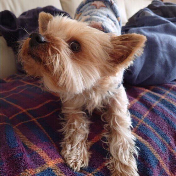 犬が体を「のび〜ん」と伸ばす理由とタイミングは？ 犬が体を伸ばす場面3選 いぬのきもち