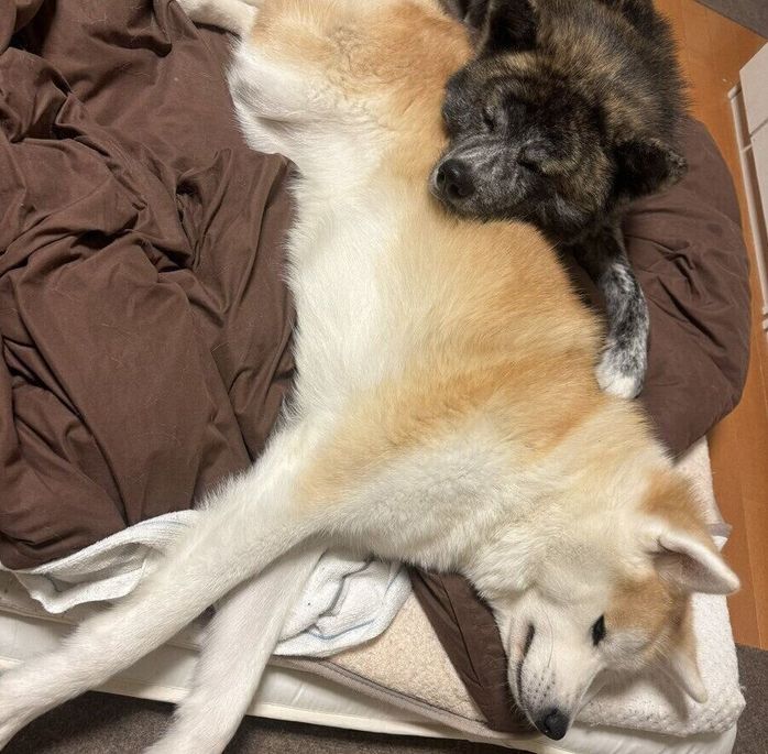別の日、布団で眠る蘭ちゃん(写真手前)と虎丸くん(写真奥)