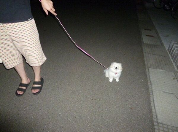 お散歩をするうにちゃん