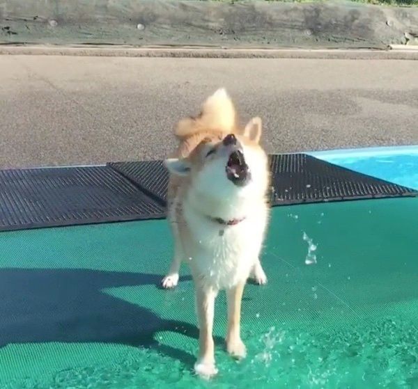 水浴びをする柴犬