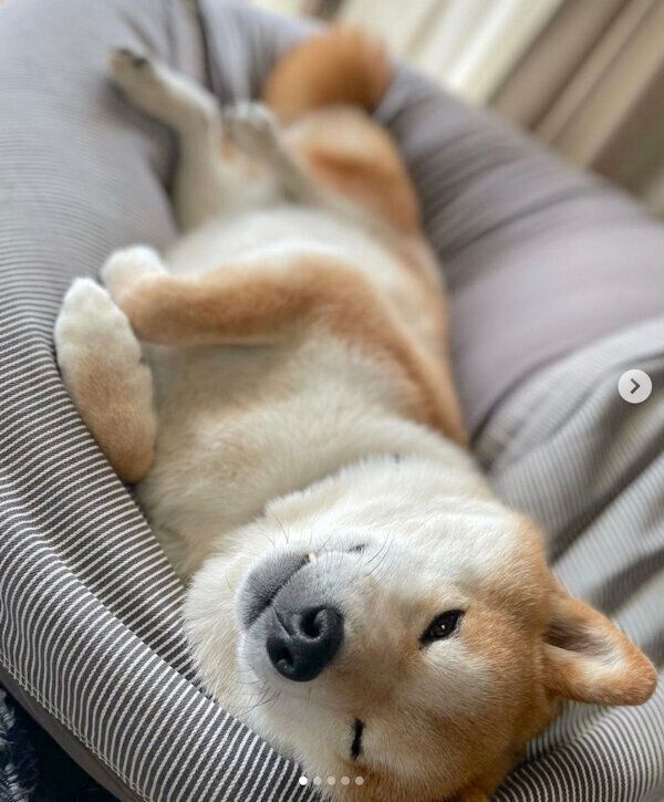 まったりする松くん