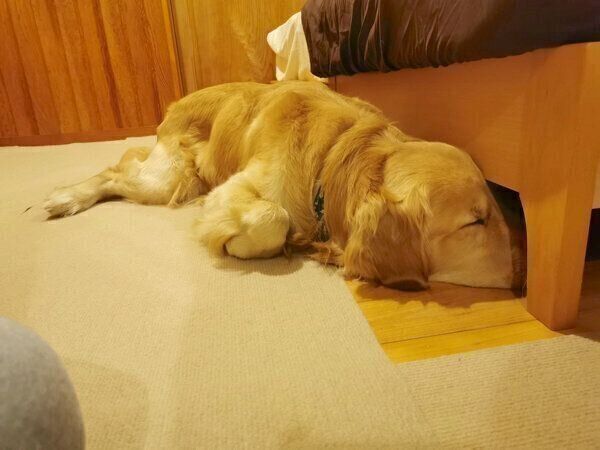 眠るふぉるてくん