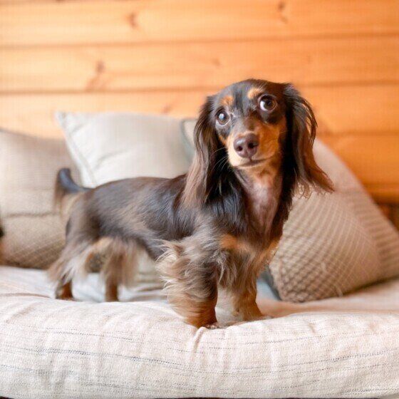 カニーンヘン・ダックスフンド