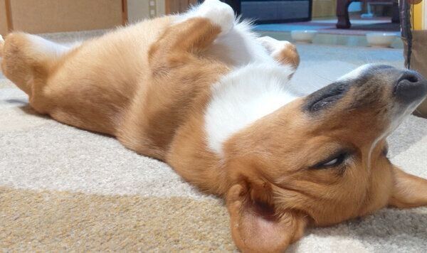 ヘソ天で白目をむくお兄ちゃん