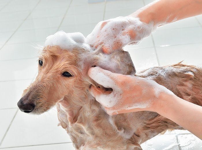 耳もしっかりと