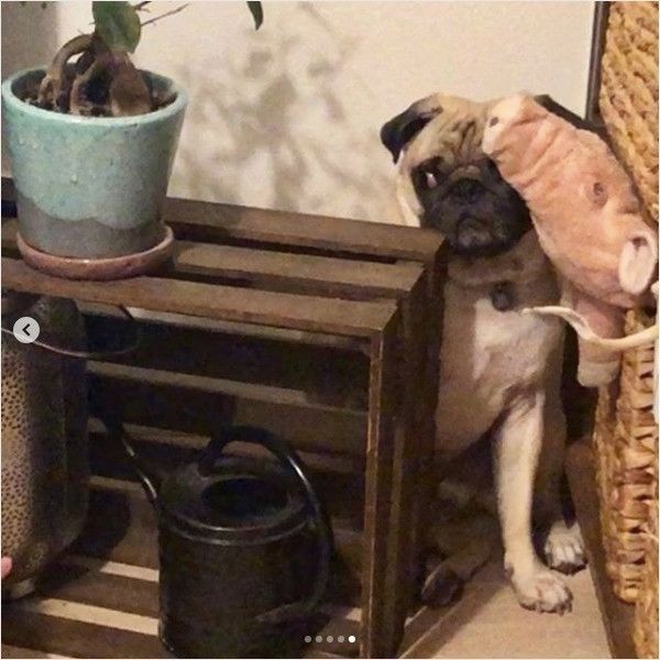 知らんぷりワンコ