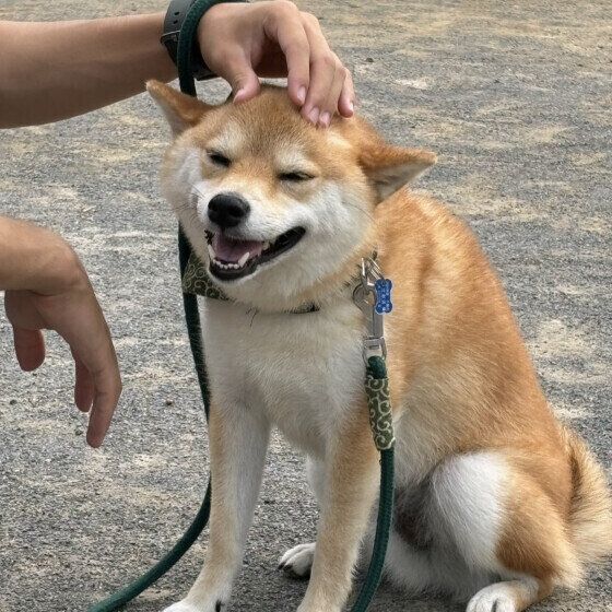 頭をなでられている柴犬