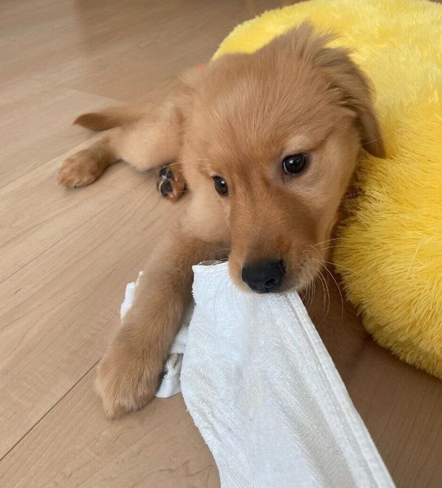 お迎え当時のメイちゃん