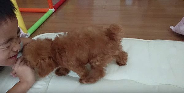 坊やとトイ・プードル