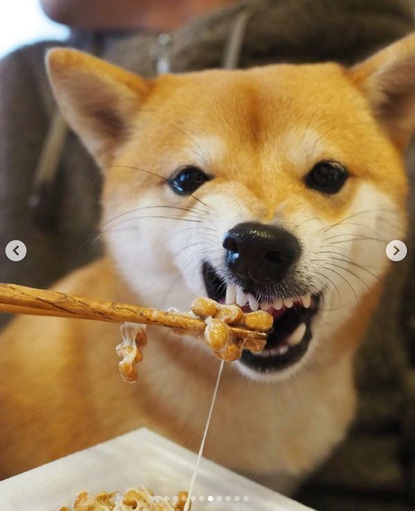 納豆を食べる豆柴
