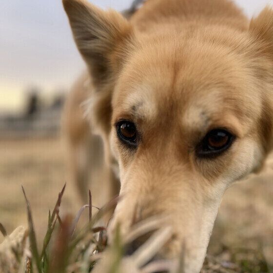 犬のクン活って何？ 愛犬にニオイを嗅がせる際の注意点とは いぬのきもち