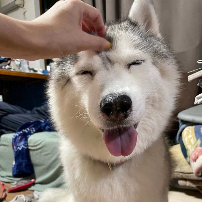 笑顔が可愛いシルビアちゃん