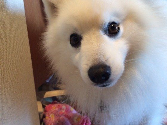 カメラ目線の日本スピッツ