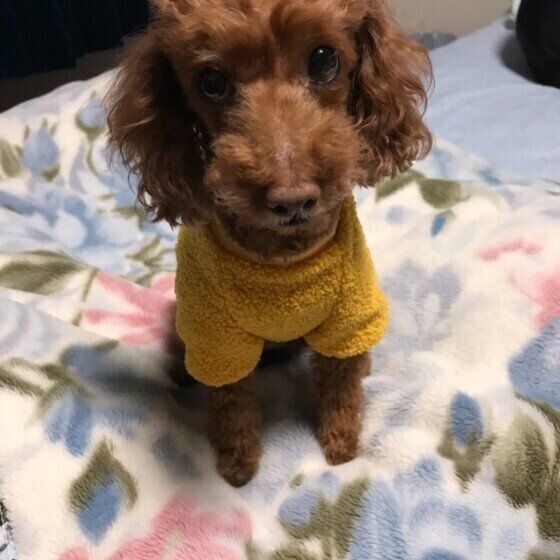 ひなたぼっこをするチワワ