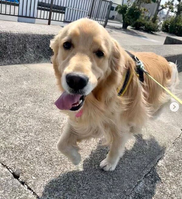 お散歩を楽しむひまわりちゃん