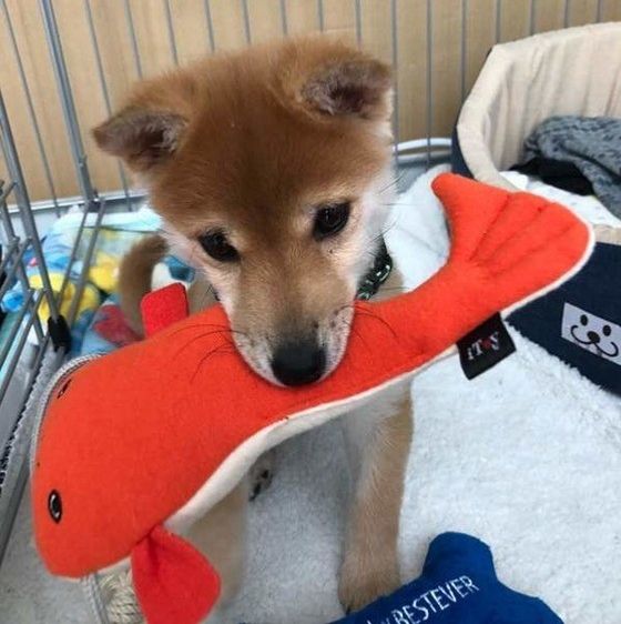 遊ぶ柴犬
