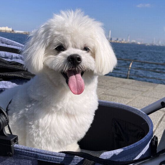 カートでくつろぐ小型Mix犬