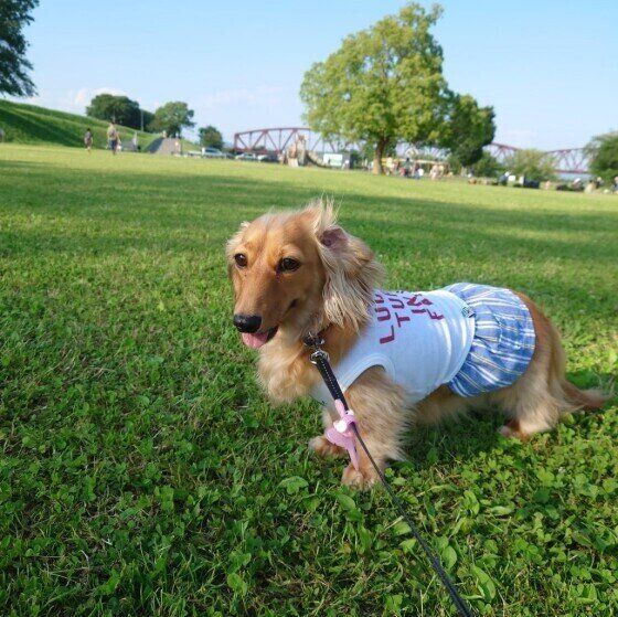 ミニチュア・ダックスフンドのリンちゃん