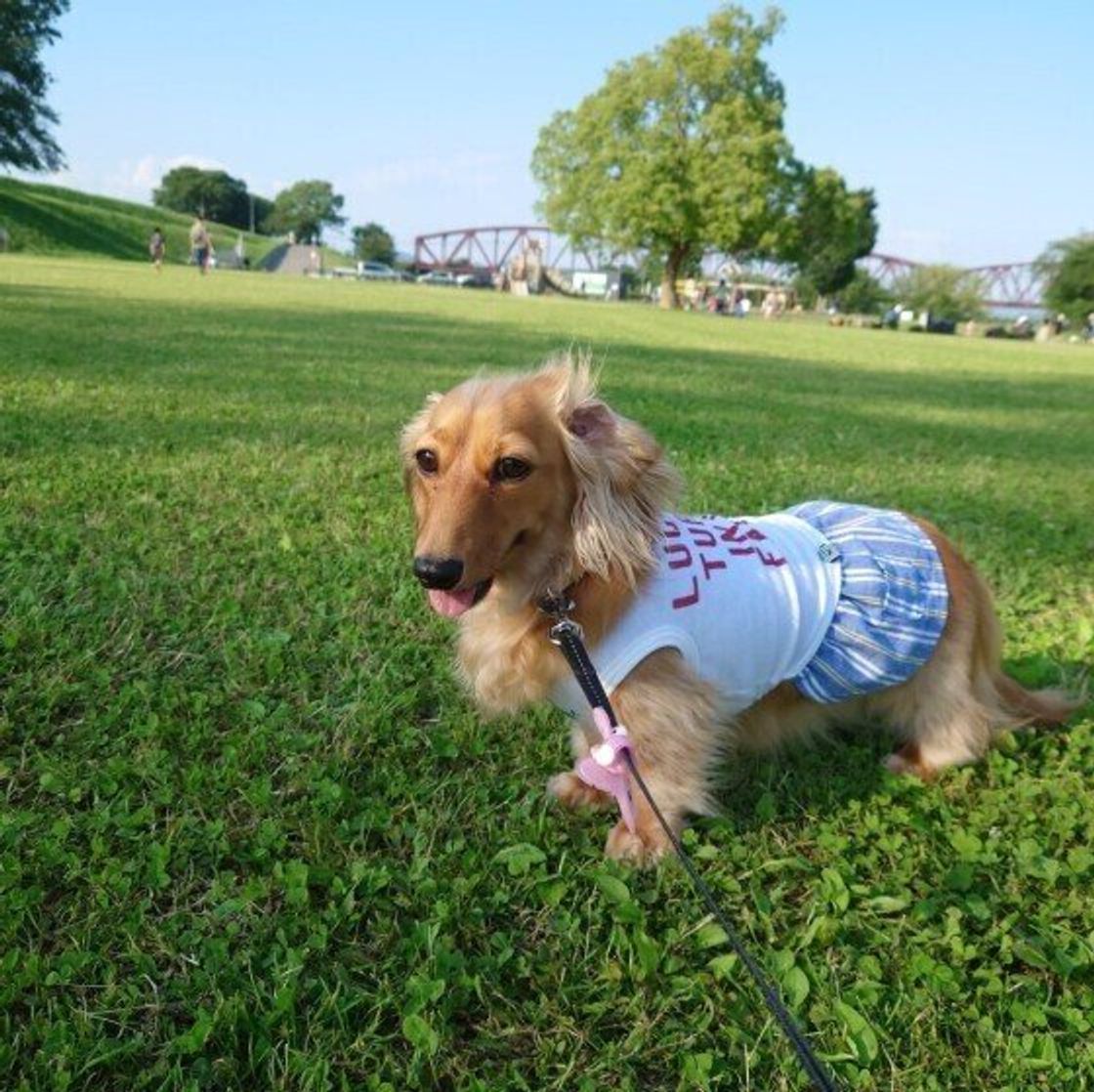 獣医師q A 犬の便秘は何日から なったときのホームケアなど いぬのきもちweb Magazine 獣医師q A 犬の便秘は何日から なったときのホームケアなど いぬのきもちweb Magazine