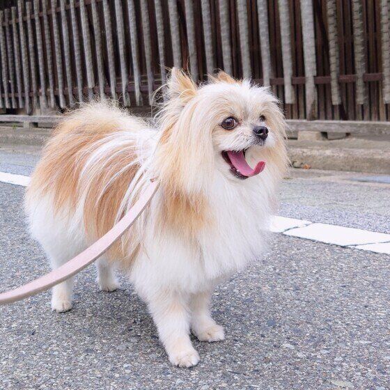 秋になっても油断は禁物！ 愛犬を熱中症にさせないためにできること いぬのきもち