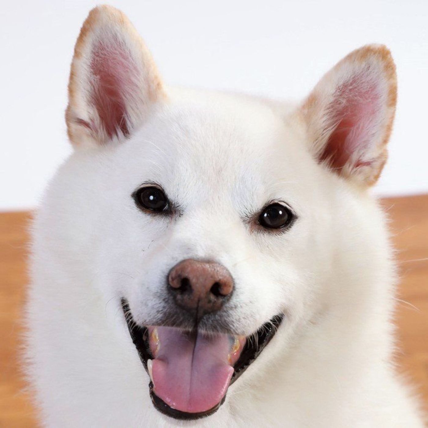 放っておくと失明 気を付けたい犬の目の病気 いぬのきもちweb Magazine 放っておくと失明 気を付けたい犬の目の病気 いぬのきもちweb Magazine