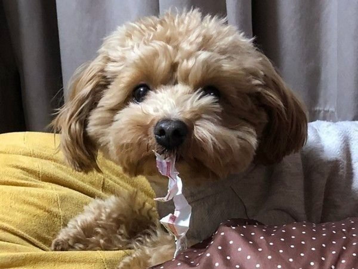 獣医師監修 犬の去勢手術は必ず必要 費用や術後ケアなどを解説 いぬのきもちweb Magazine 獣医師監修 犬の去勢手術は必ず必要 費用や術後ケアなどを解説 いぬのきもちweb Magazine