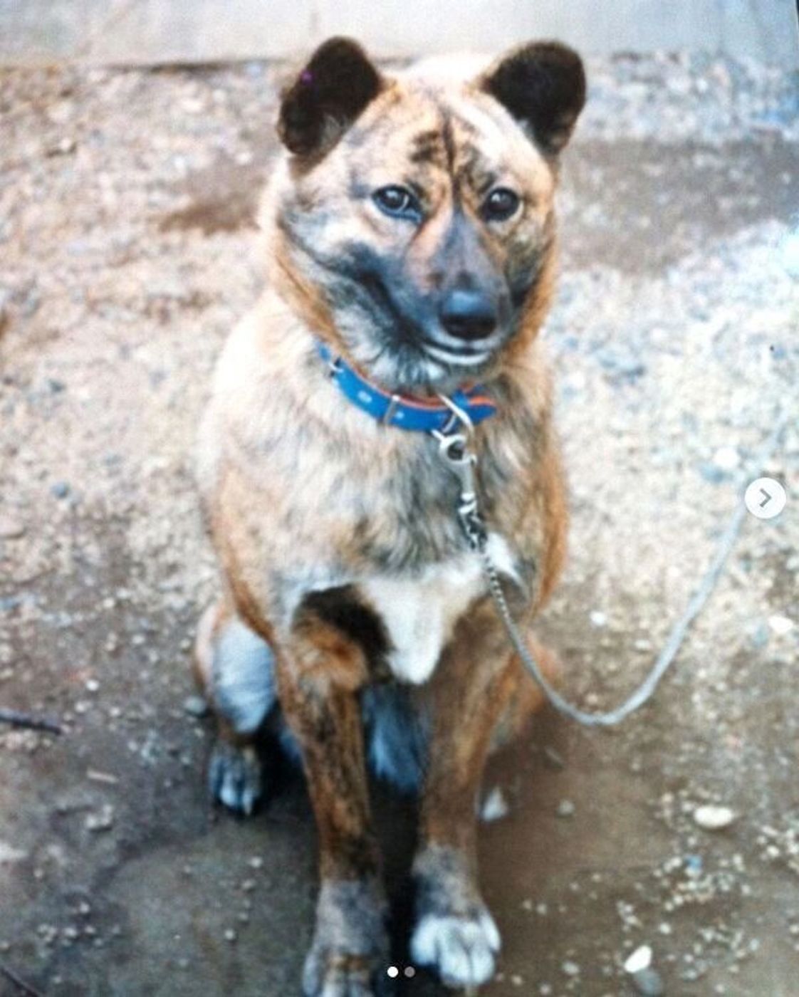 畑に置き去りにされた保護子犬と家族に このコは笑顔と幸せをもたらす と直感した出会いから1年 現在の姿は いぬのきもちweb Magazine 畑に置き去りにされた保護子犬と家族に このコは笑顔と幸せをもたらす と直感した出会いから1年 現在の姿は いぬのきもちweb Magazine