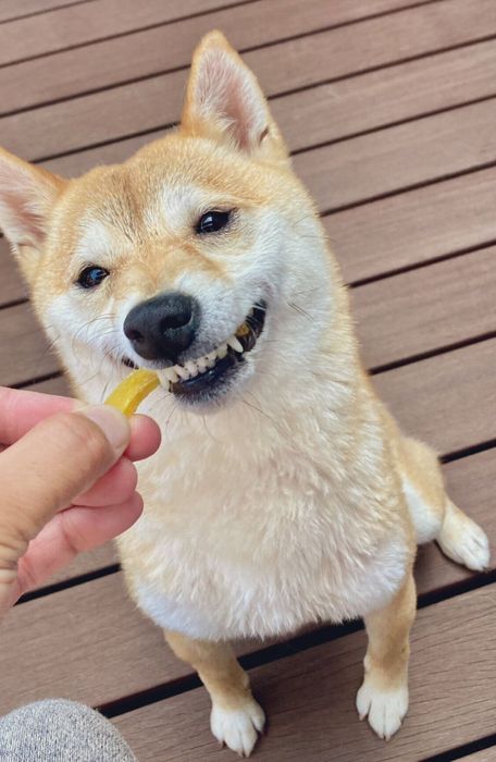 おいもを食べるはなこちゃん