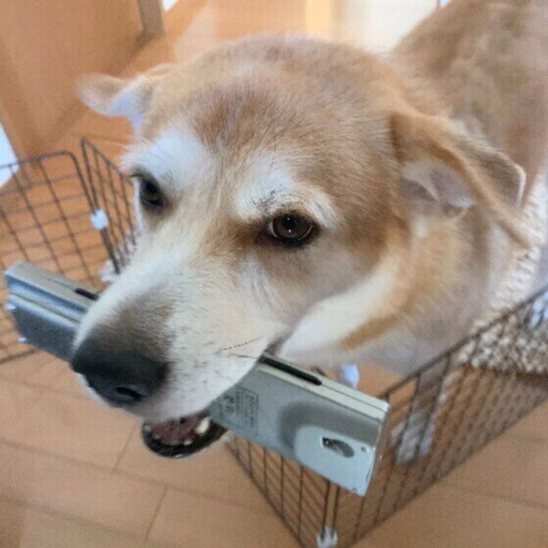 あるもの を口にくわえながら飼い主をお出迎え 犬が見せるフシギな行動の心理が可愛い いぬのきもちweb Magazine あるもの を口にくわえながら飼い主をお出迎え 犬が見せるフシギな行動の心理が可愛い いぬのきもちweb Magazine