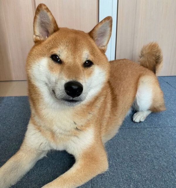 キリッとした表情をするこむぎくん