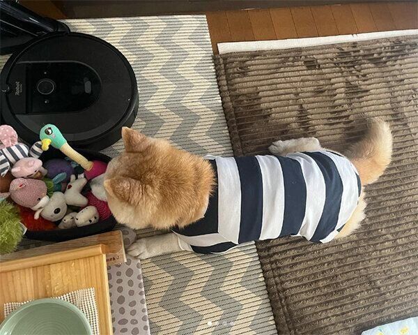 おもちゃ箱に顔を乗せて眠るくうちゃん