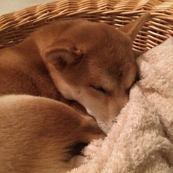 眠る柴犬