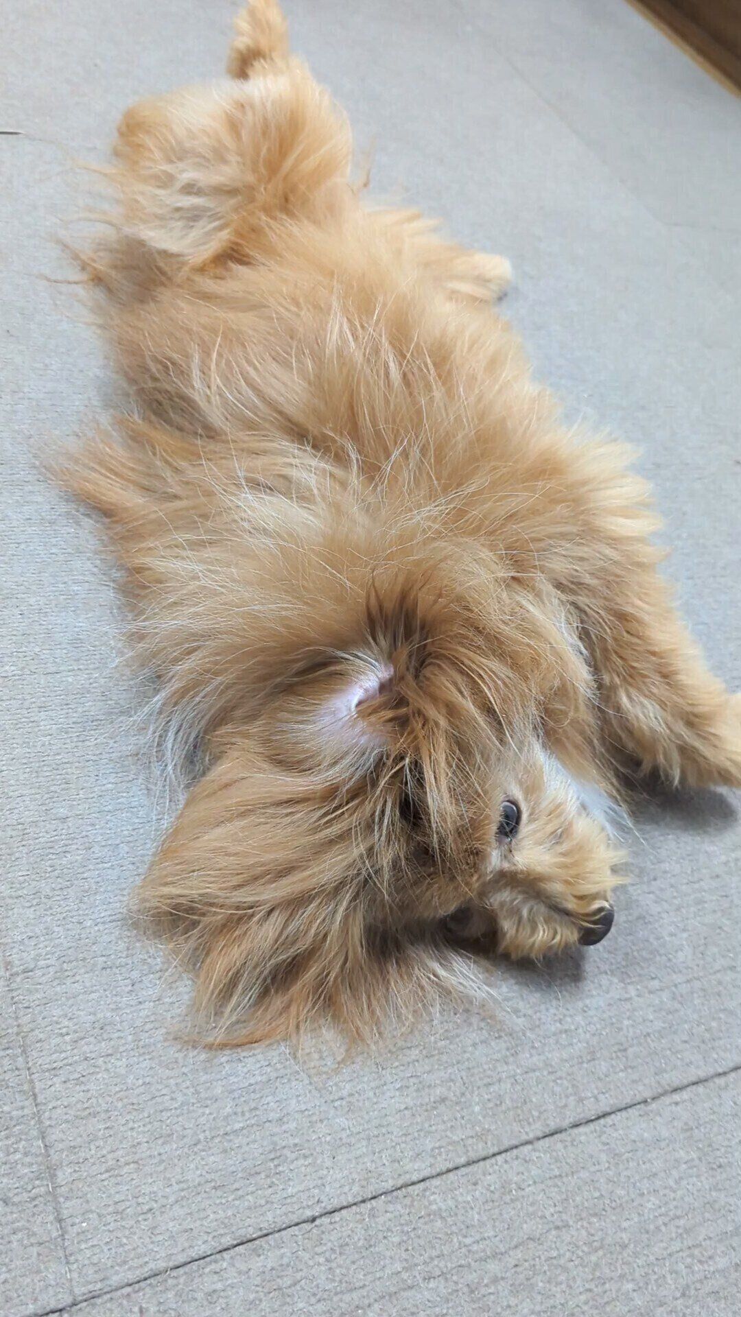 ごろごろする犬の写真