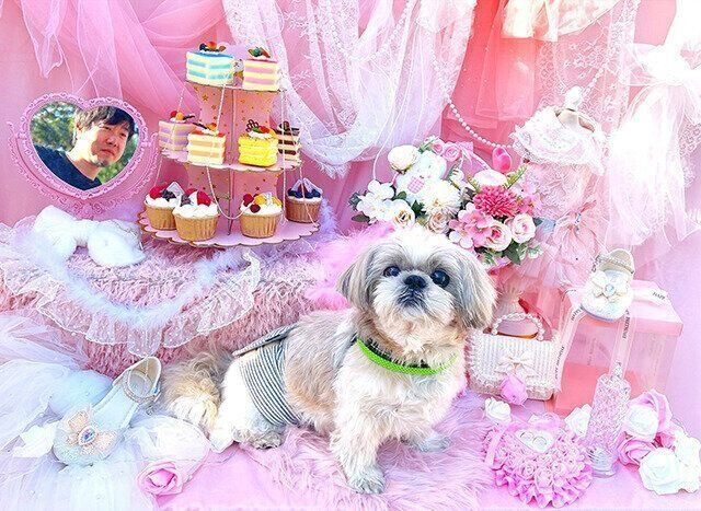 シーズー犬マンガてんぽshihtzu