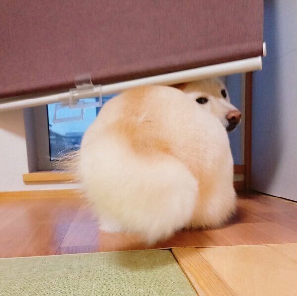 隙間に入り込むしろ子ちゃん