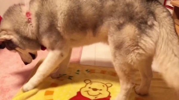 毛布が好きなシベリアン・ハスキー