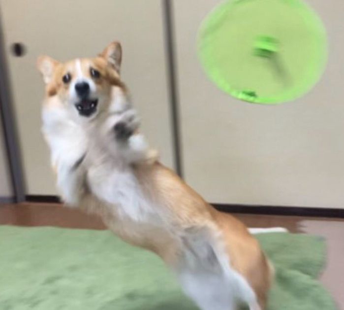 フリスビーのキャッチに失敗してしまった、せこむちゃん